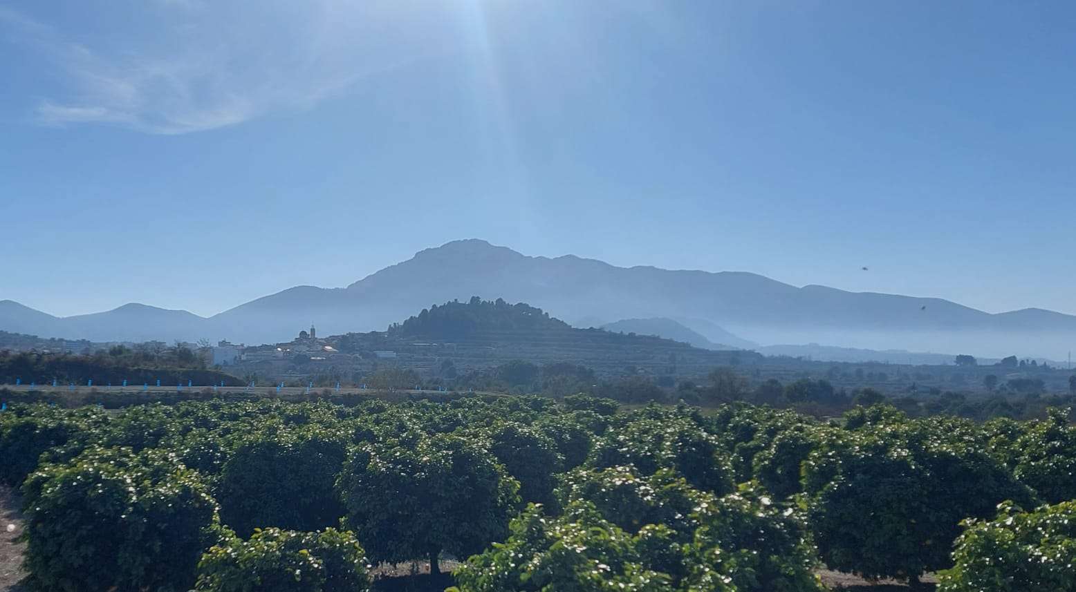 Misty view over orange groves to mountains in the distance