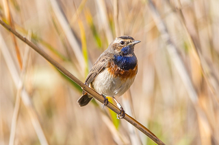 Bluethroat bird in the reeds
