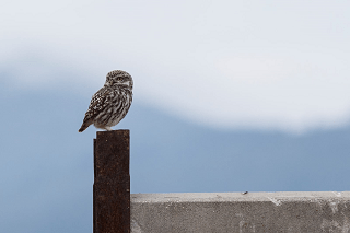 Young owl sat on a post
